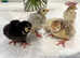 Turkey chicks available (free delivery)