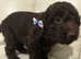 Cockapoo a pups for sale