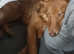 11 month old female Welsh sheepdog