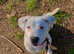 St Bernard cross staffie