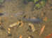 Young Bristlenose plecs for sale