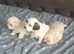 3 boy puppy's bishon.