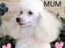 *2 LEFT*FULL PEDIGREE TOY POODLES*VET CHECKED*HEALTH TESTED*