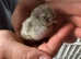 Araucana Bantam chicks