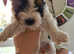 Biewer Terriers