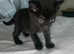 Kittens for sale