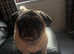 Only 1 Outstanding beautiful pug girl available