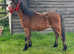 Registered sec a colt