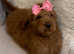 Goldendoodle puppy doodle girl bitch red dark apricot puppies ready now