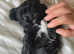 3 male shih tzu puppies