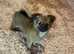 Pomchi puppies