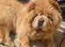 Chow chow