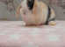 Gorgeous mini lops