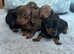 Stunning Dachshund puppies, boys and girls
