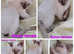 Beautiful Devon Rex Kittens Ready Now