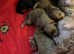 Kc reg Dna tested toy poodle puppies
