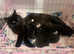 Gorgeous kittens looking for loving homes
