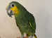 Friendly Super Tame Suoer Cuddly Amazon Parrot