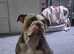 Lilac tri English Bulldog ( storm )
