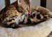 Bengal girl cat