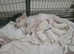Westiepoos for sale