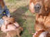 Labrador Fox Red Puppies for sale.