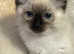 6th Gen* Purebreed Ragdoll Kittens GCCF & TICA