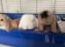 Mini lops