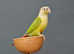 Pineapple Conure,18