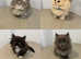 Minuet Persian Munchkins - Tiny legged rughuggers
