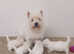 KC reg westie puppies