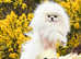 White kc registered  puppy Pomeranian boy