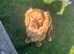 Pets sitting for small and large animals