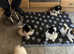 Absolutely stunning Japanese chin pups