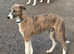 6 month old collie/whippet