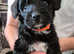 Jackapoo pups boys