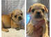 French bulldog cross pug ready now