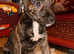Puppies for sale