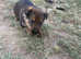 Rottweiler x German shepherd puppies
