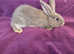 Continental Giant rabbits