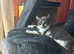 Two sweet Kittens