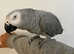 Talking Affectionate Super Cuddly Very Tame African Grey