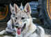 Czechoslovakian Wolfdog Puppies
