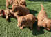 Adorable KC Reg Toy Poodles