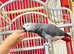 Super tame African grey Glasgow