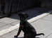 Stunning coated xoloitzcuintli mini size medium size.