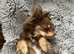 Gorgeous Pomchi Puppies : ALL PUPPIES SOLD