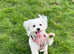 Molly Bichon Frise 2 Years Old Female