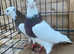 IRANIAN TOGHI PIGEONS