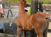 Stunning Anglo Arab colt